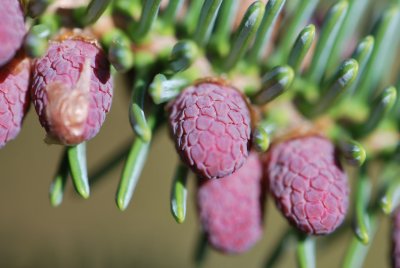 Abies pinsapo 'Argentea' - jedle španělská 'Argentea' - jarní pučení (2)